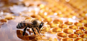 Почитаме Св. Харалампий - покровител на пчеларите