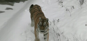 Германия и Австрия изпратиха храна на Киевския зоопарк (ВИДЕО)