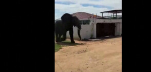 Слон избяга от националния парк в Южна Африка (ВИДЕО)