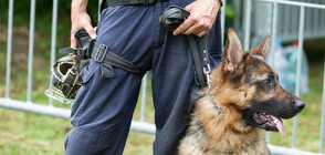 Четириноги охранители: Кучета ще патрулират с полицаи в Бургас (ВИДЕО)