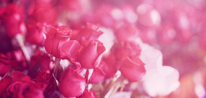 „Къде изчезна любовта?”: Без опашки за цветя в навечерието на 14 февруари