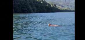 Плуваща по река пума удиви хора в Чили (ВИДЕО)