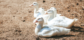 Има ли опасност за хората след разкритото огнище на птичи грип във Великотърновско