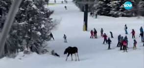 Дружелюбен лос изненада скиори на писта в Колорадо (ВИДЕО)