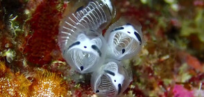 Страховит или сладък? Вижте най-новия морски вид, открит в Япония (ВИДЕО)