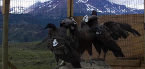 Пуснаха на свобода 4 кондора от застрашен вид в Чили (ВИДЕО)