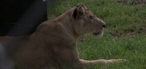 11 лъва бяха спасени от войната в Судан (ВИДЕО)