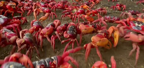 Изменението на климата причини историческо двумесечно забавяне на миграцията на раци в Австралия (ВИДЕО)