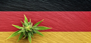 Германия е напът да легализира употребата на канабис, но частично