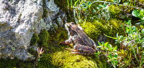 „Дотам и oбратно”: Необикновеното пътешествие на планинската жаба (ВИДЕО)