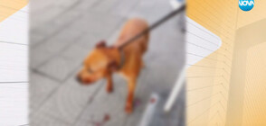 Жестокост над животно: Стопанин преби домашното си куче