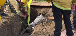 Пожарникари от Лос Анджелис спасиха кон, заклещен в дупка (ВИДЕО)