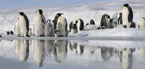Пингвините са в опасност: Потвърдиха смъртоносен щам на птичи грип в Антарктика