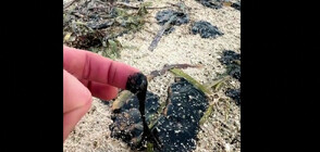 Нефтеният разлив от Тобаго достигна бреговете на остров Бонер (ВИДЕО)