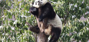 Забавление: Вижте как панда подремва в очарователна поза (ВИДЕО)