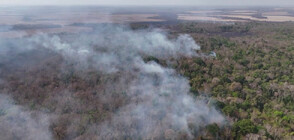 Опустошителна вълна от рекордни пожари излага на риск населението на Амазонка (ВИДЕО)