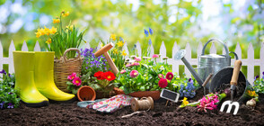 С любов към природата: Дизайнерът, който дава съвети за отглеждане на цветя