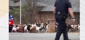 Избягало стадо кози предизвика хаос в град в Тексас (ВИДЕО)