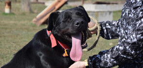 Кучета от приюта в Горни Богров получиха мартеници (СНИМКИ)