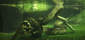 Откриха най-голямата змия в света (ВИДЕО)