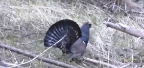 Заснеха рядка птица в Родопите (ВИДЕО)