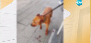 Нов протест в Русе заради пребито от стопанина му куче