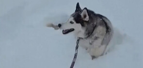 През 3-метрови преспи: Игриво хъски се разхожда в снега (ВИДЕО)