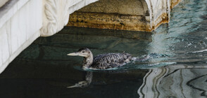 Рядка птица спря популярните фонтани пред хотел „Беладжио” (ВИДЕО+СНИМКИ)