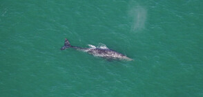 РЯДЪК ФЕНОМЕН: Сив кит бе забелязан край бреговете на Масачузетс (ВИДЕО)