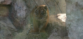 Римският зоопарк вече си има тигърче от застрашен вид (ВИДЕО)