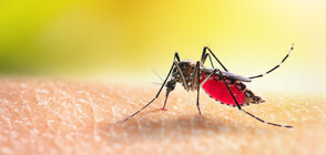МВнР алармира за повишена опасност от денга в Аржентина