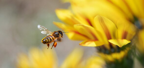 Пчелите - чудните създания на природата в опасност