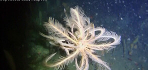 Откриха морска лилия в Антарктида (ВИДЕО)