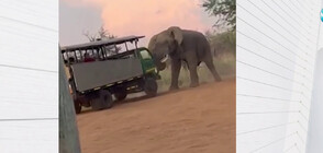 Слон атакува туристи в Южна Африка (ВИДЕО)