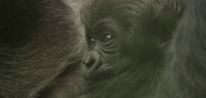 Бебе горила радва посетителите на лондонския зоопарк (ВИДЕО)