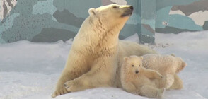 Две бели мечета направиха дебют пред публика в зоопарк в Сибир (ВИДЕО)