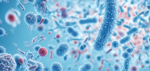 Учени откриха бактерии на 4000 г., които причиняват кариес