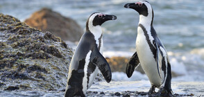 Как можем да "осиновим" яйце на африкански пингвин? (ВИДЕО)