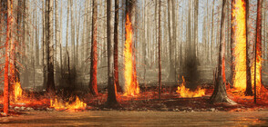 Специална ивица ще предпазва гората покрай Предела и Разлог от пожари
