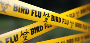 Д-р Илиев: Ако птичият грип се разпространи сред хората, ще има тежко протичане
