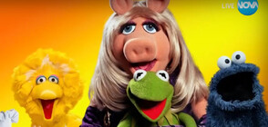 „Мъпет шоу“: Историята на Мис Пиги и жабока Кърмит
