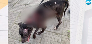 Мъж преби кучето си на улицата, има съмнение и за сексуално насилие над животното (ВИДЕО)