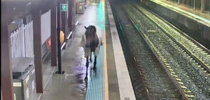 Необичаен пътник: Кон се разходи на жп гара (ВИДЕО)