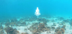 Дрон с AI ще изследва коралите в Големия бариерен риф (ВИДЕО)