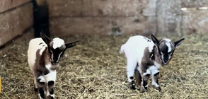 Две нови бебета радват посетителите на зоопарка в Бургас (ВИДЕО)