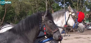 Състезание за коне във врачанското село Чирен