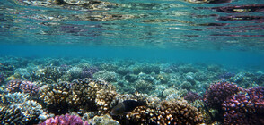 Рифовете в над 50 държави страдат от коралово избелване