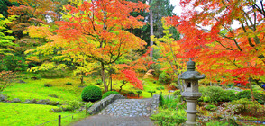 Японската градина в Сиатъл - едно кътче от Рая (ВИДЕО)