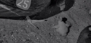 Бебе калифорнийски кондор се излюпи в Сан Диего (ВИДЕО)