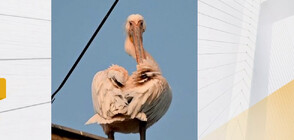 Пеликан сви гнездо върху блок във Варна (ВИДЕО)